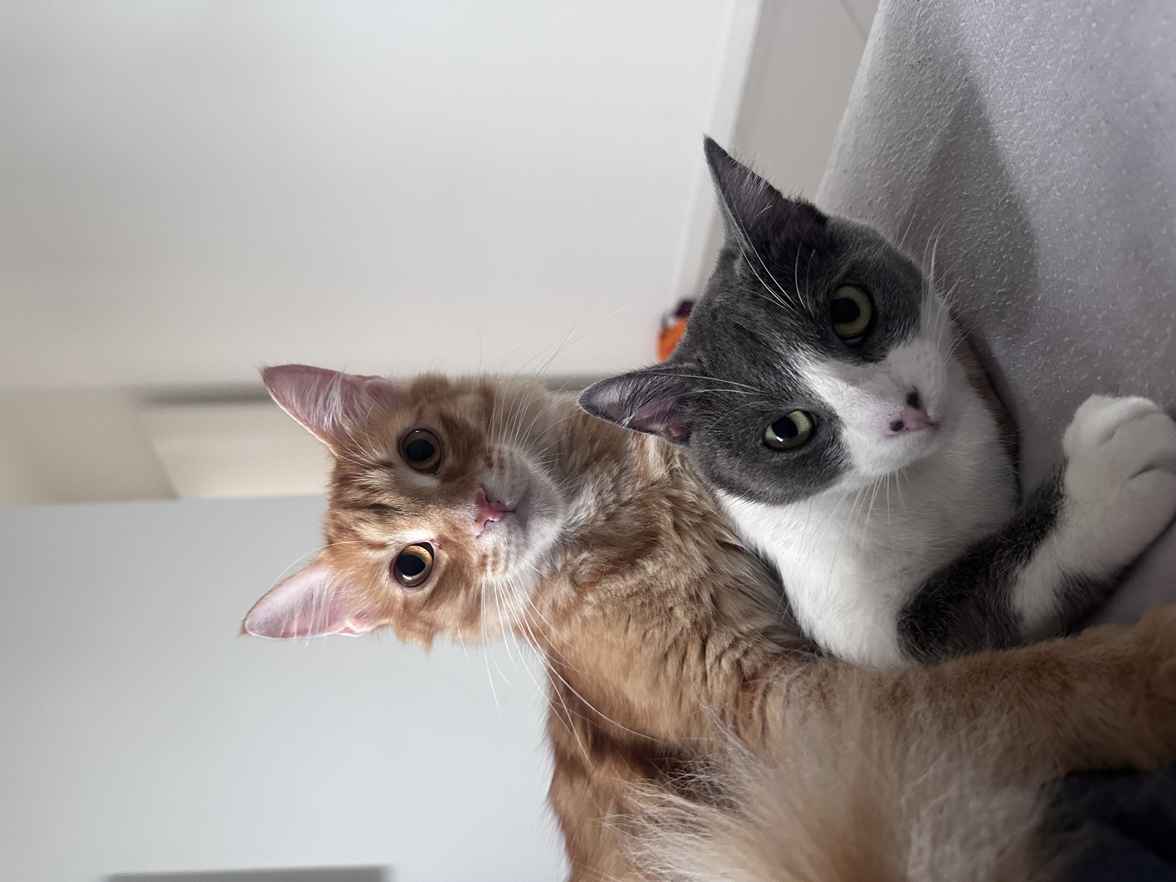 Amaya e Ambrósio